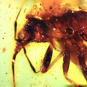 Hemiptera (true bug) - burmese amber