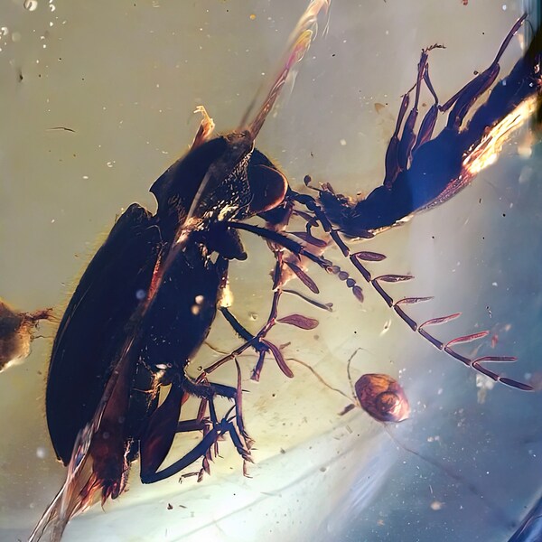 Very rare superb Coleoptera Ptilodactylidae in burmese amber