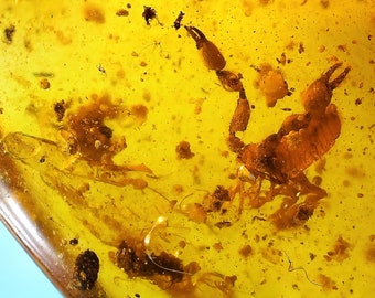 Multiinclusion with pseudoscorpion milipede and roach - Burmese amber