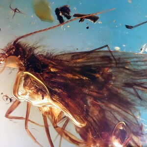 Perfect caddis fly in burmese amber