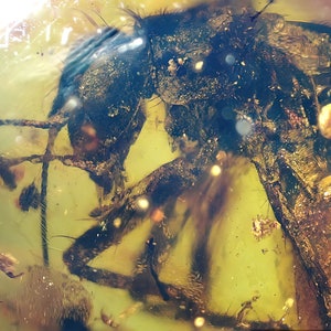 Extinct elcanidae grasshopper - Burmese Amber