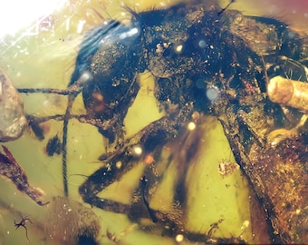 Extinct elcanidae grasshopper - Burmese Amber