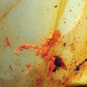 Pseudoscorpion - burmese amber