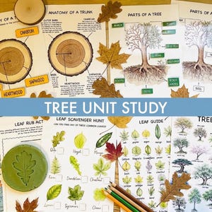 Op de afbeelding: Een educatieve set over bomen met geprinte werkbladen met diagrammen van de anatomie van een boom, boomonderdelen, een bladeren-speurtocht, een bladerengids en een boomidentificatiekaart, inclusief een groene, bladvormige kleischijf.