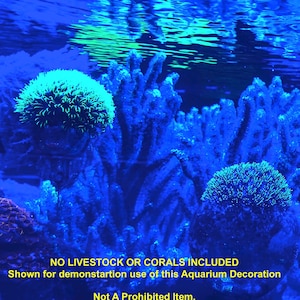 May include: An underwater scene with vibrant blue and green hues. The image features artificial coral formations and a round, textured object, possibly a decorative element for an aquarium. The text on the image states that no livestock or corals are included and is for demonstration use.