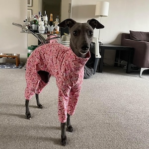 May include: A grey Italian Greyhound dog wearing a pink floral print jumpsuit. The dog is standing on a light grey carpet.