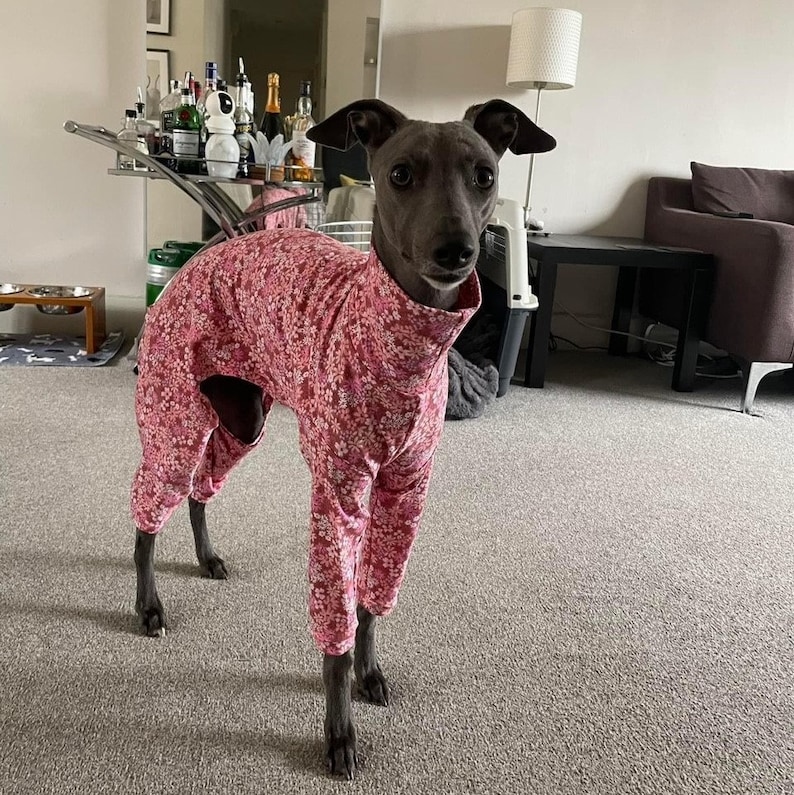 May include: A grey Italian Greyhound dog wearing a pink floral print jumpsuit. The dog is standing on a light grey carpet.