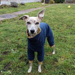 May include: A grey and white dog wearing a blue fleece jumpsuit with a yellow and white floral print collar and cuffs. The dog is standing on a green grassy lawn.