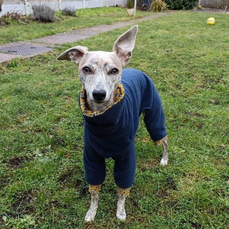 May include: A grey and white dog wearing a blue fleece jumpsuit with a yellow and white floral print collar and cuffs. The dog is standing on a green grassy lawn.