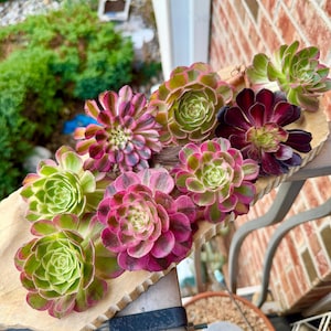 May include: A collection of multiple succulent plants arranged on a light-colored, textured wooden base. The succulents display a variety of colors including vibrant shades of magenta, deep purple, and light green, with rosette-shaped leaves.