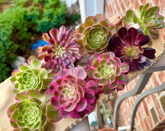 Aeonium Succulent Plants Bundle | 6 Bare Root Plants | Random Assorted Varieties | Roots Trimmed & Dried | No Pot/Soil | Free Ship 35+