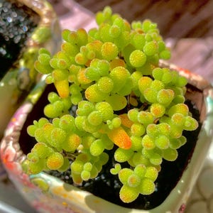 Boutique Rare Succulents/Drosanthemum/Imported Live Succulent Plants/Bare Root Without Soil Pot/Plants Gifts