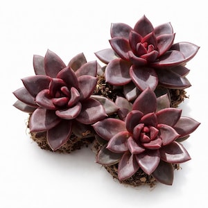 Boutique Rare Succulent Plants Live/Echeveria Joyful Rose 1 Head 2", Bare Root Without Soil Pot Kit/Plants Gifts