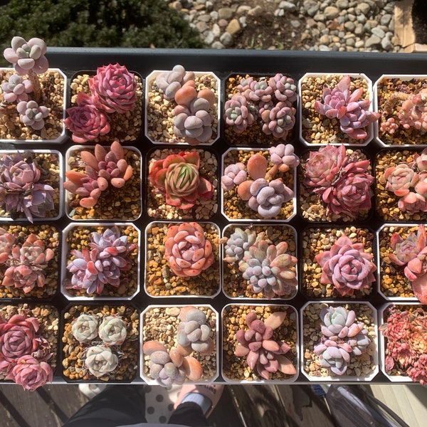 Rare Succulents - MIX-C/what you see is what you get/2.75 inch pot/Live Plant/Colorful Imported Cute Succulents Gifts