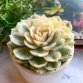 Boutique Rare Succulents/Echeveria Onslow Variegated 1 Head 3"/Imported Live Succulent Plants/Bare Root Without Soil Pot/Plants Gifts