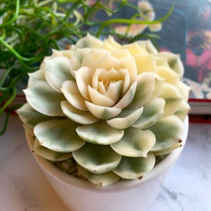 May include: A white and green succulent plant with fleshy leaves in a white ceramic pot. The plant is in focus and the background is blurred.