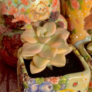 Rare SUCCULENTS/Graptoveria paraguayense bernalense variegatarare /Live Plant, Easy Maintenance, Colorful Imported Succulents for Gifts