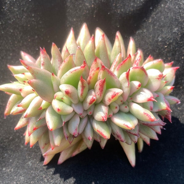 Rare/Echeveria 'Ek Soul' Variegated Crested /Big and good ones will be sent first/Live Plant/Colorful Imported Cute Succulents Gifts