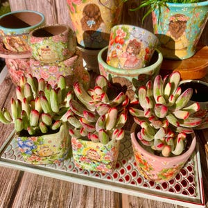 Fully Upgraded Boutique Rare Succulent Plants Live/Cotyledon Orbiculata cv. Long Leaf Variegated 2.5&quot;, Bare Root With Soil Pot Kit