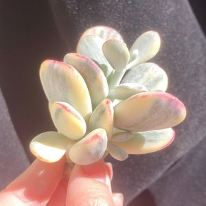 Rare Succulent/Cotyledon Orbiculata cv. Short Round Leaf Variegated/Live Plant/Colorful Imported Cute Succulents Gifts