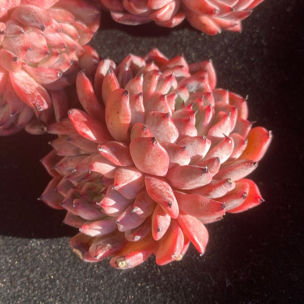 Rare Succulent/Echeveria monster flame/Live Plant/Colorful Imported Cute Succulents Gifts