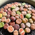 Boutique Small Lithops Random DIY Mix Rare Live Succulents PLants, Bare Root Without Soil & Pot, Plants Lover Gift