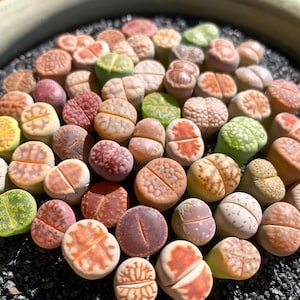 May include: A collection of colorful, patterned, and textured Lithops, also known as "living stones", in a pot. The plants are a variety of shades of green, brown, pink, and red.