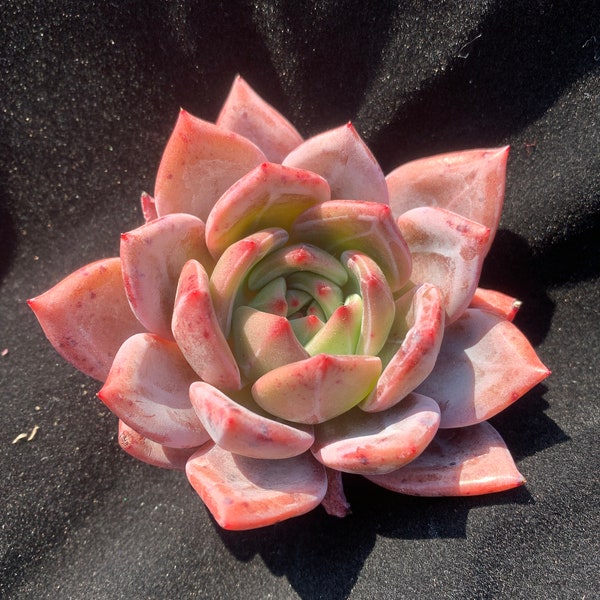 RARE SUCCULENTS-Echeveria 'Red Wine Champagne'/Live Plant/Colorful Imported Cute Succulents Gifts