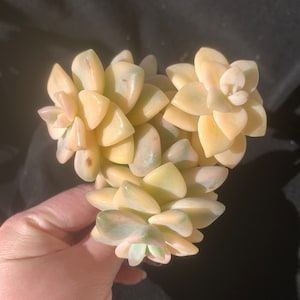 Rare SUCCULENTS/Graptoveria paraguayense bernalense variegatarare/2-3 heads/ /Live, Easy Maintenance, Colorful Imported Succulents for Gifts