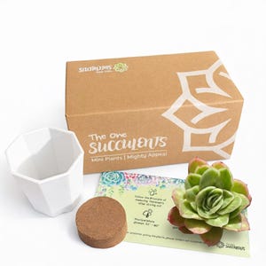 Fully Upgraded Boutique Rare Succulents/Echeveria Ice Rose Variegated 3-3.5"/Bare Root Optional Soil Pot Kit/Plants Gifts