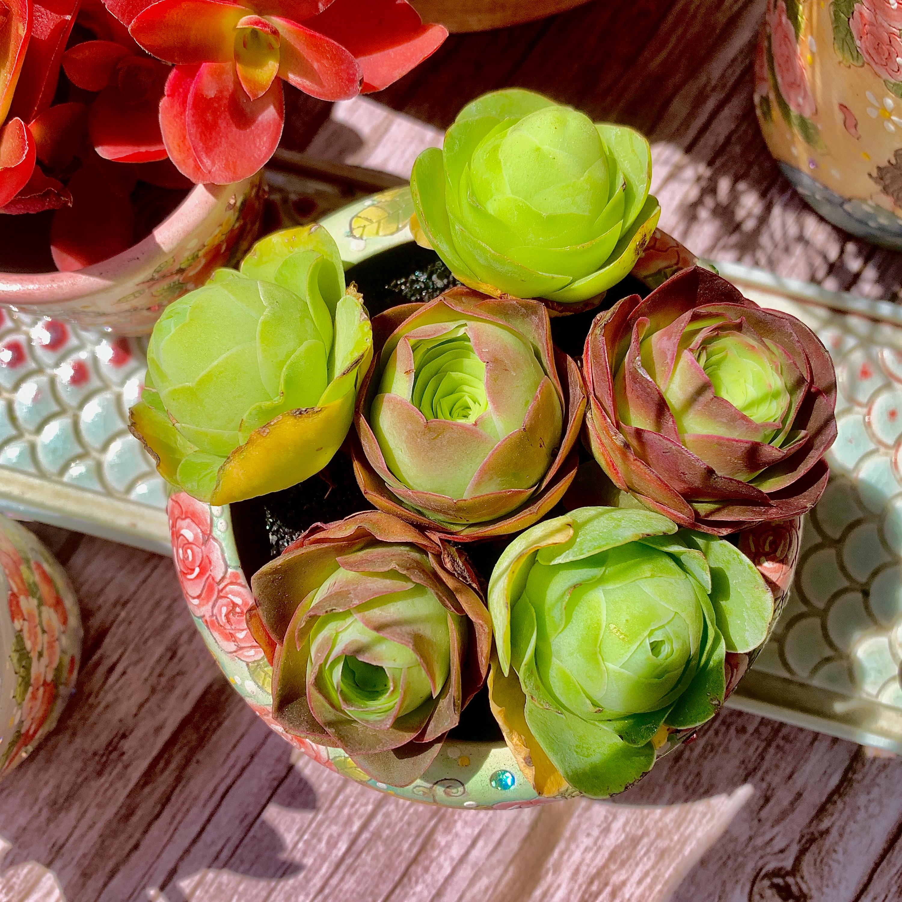 Boutique Rare Succulents/Aeonium aureum /Greenovia aurea/6-pack/Imported Live Succulent Plants/Bare Root Without Soil Pot/Plants Gifts