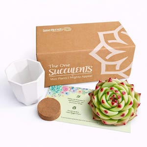 Boutique Rare Succulents/Echeveria Agavoides Blue Dragon 1 Head 2.5", Imported Live Succulent Plants/Bare Root Without Soil Pot/Plants Gifts