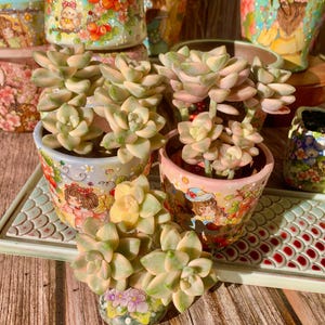 Fully Upgraded Boutique Rare Succulent Plants Live/ Graptoveria Paraguayense Bernalense Variegated Cluster 3&quot;/Bare Root With Soil Pot Kit