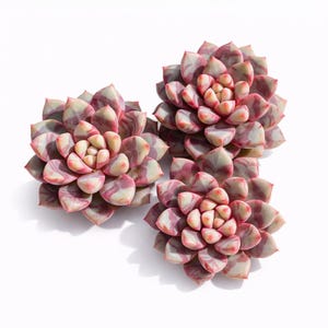 Boutique Rare Succulent Plants Live /Echeveria Red Swan 1 Head 2", Bare Root With Soil Pot Kit/Plants Gift