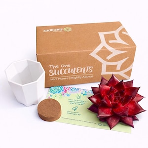 Fully Upgraded Boutique Rare Succulent Plants Live /Echeveria Agavoides v Romeo Rubin 1 Head 3-3.5", Bare Root With Soil Pot Kit/Plants Gift