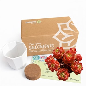 Boutique Big Rare Succulents/Echeveria agavoides Fanta /What You See is What You Get/Bare Root Without Soil Pot/Plants Gifts