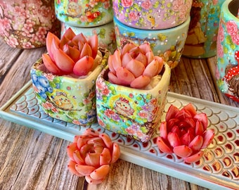 Fully Upgraded Boutique Rare Succulent Plants Live/Echeveria Red Wine Champagne 1 Head 2&quot;/Bare Root With Soil Pot Kit/Plants Gifts