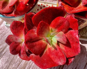 Fully Upgraded Boutique Rare Succulent Plants Live/Echeveria diamond state/Bare Root Without Soil Pot/Plants Gifts