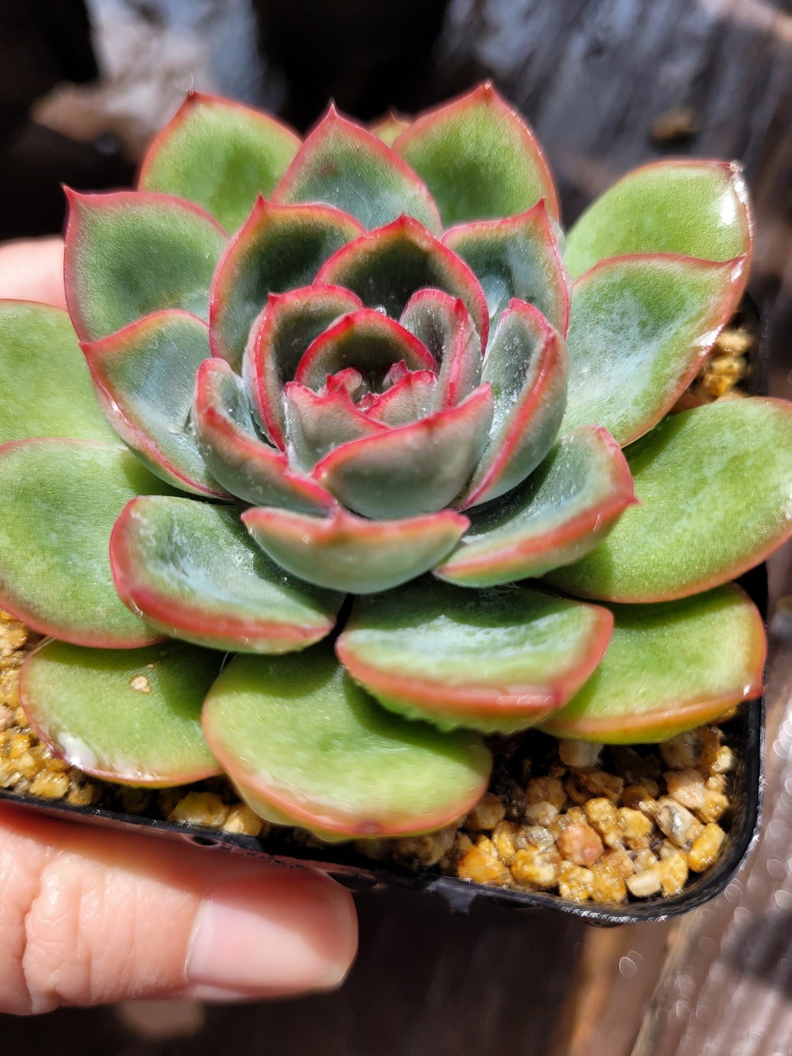 Succulents Echeveria Morning dew-Transparent color gel | Etsy