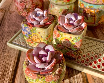 Fully Upgraded Boutique Rare Succulent Plants Live/Echeveria Laui 1 Head 2.5&quot;/Bare Root With Soil Pot Kit/Plants Gifts