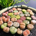 Boutique Large Lithops Random DIY Mix Rare Live Succulents Plants, Bare Root Without Soil & Pot, Plants Lover Gift