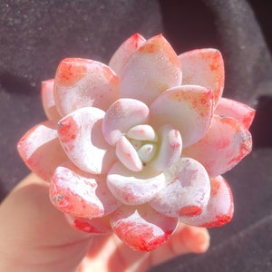 Rare Succulent/Echeveria 'Sang-A' /E. Laui x E. Colorata/Live Plant/Colorful Imported Cute Succulents Gift