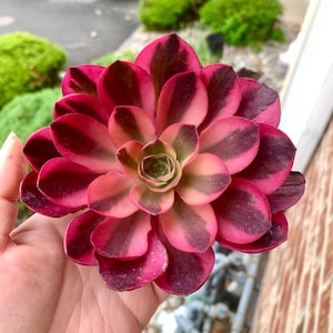 May include: Close-up of a succulent plant with layered petals in shades of pink, burgundy, and green. The plant's leaves have dark burgundy stripes. The succulent is held in a hand, with a blurred background of greenery and a brick wall.