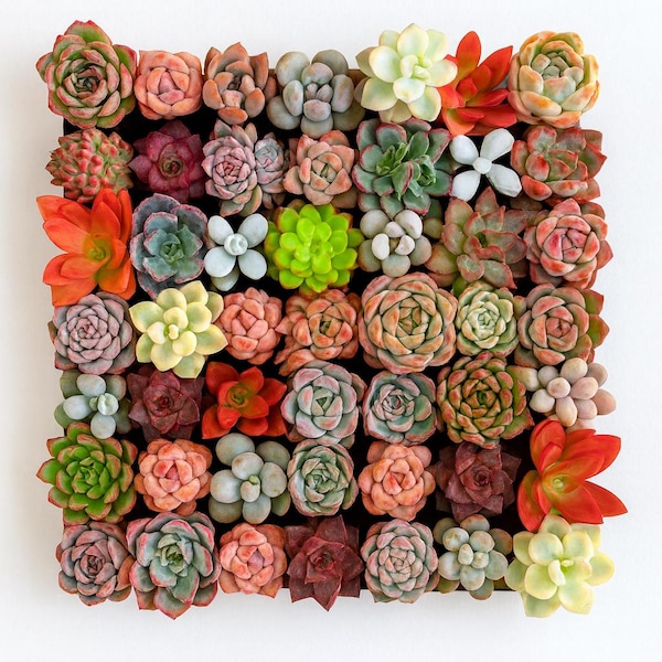 Boutique Rare Mixed Succulent Kit, 6/12/24 - Pack Options, 0.5-1.5“, Without Pot Soil, Imported Live Succulent Plants Gifts