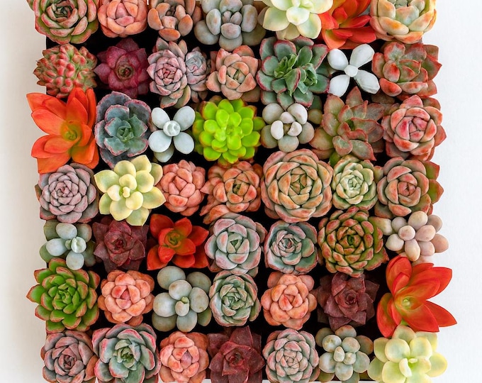 Boutique Rare Mixed Succulent Kit, 6/12/24 - Pack Options, 0.5-1.5“, Without Pot Soil, Imported Live Succulent Plants Gifts