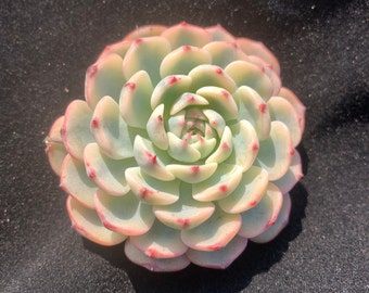 Rare Succulent/Echeveria minima Variegated/Live Plant/Colorful Imported Cute Succulents Gifts