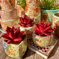 Boutique Rare Succulents/Echeveria Agavoides v Romeo Rubin 1 Head 2.5"/Imported Live Succulent Plants/Bare Root Without Soil Pot/Plants Gift