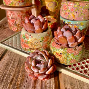 Fully Upgraded Boutique Rare Succulent Plants Live/Echeveria Sang-A 1 Head 2.2&quot;, Bare Root With Soil Pot Kit/Plants Gifts