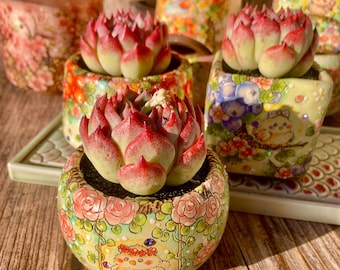 Fully Upgraded Boutique Rare Succulent Plants Live/Echeveria cv Momotarou /Bare Root With Soil Pot Kit, Colorful Cute Succulents Gifts