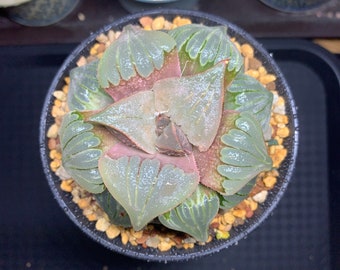 Rare Succulents - Haworthia emelyae/媚凤/Live, Easy Maintenance, Colorful Imported Succulents for Gifts